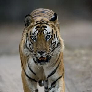 Dominant male Indian Tiger (Bengal tiger) (Panthera tigris tigris)