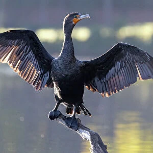 Double-crested Cormorant, Massachusetts, New England, United States of America, North America