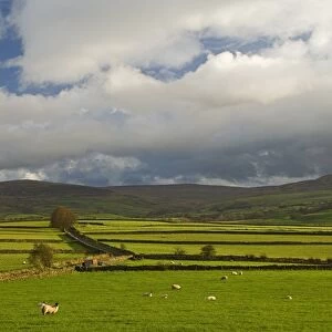 Dry stone walls below the Pennines, Eden Valley, Cumbria, England, United Kingdom, Europe