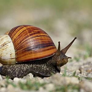 Mollusks Collection: Land Snails