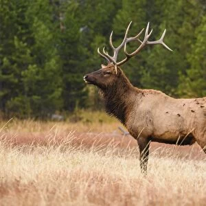 Elk (Cervus canadensis), Yellowstone National Park, UNESCO World Heritage Site, Wyoming