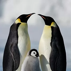 Emperor penguins (Aptenodytes forsteri) and chick, Snow Hill Island, Weddell Sea