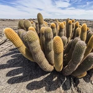 Endemic lava cactus (Brachycereus spp), Fernandina Island, Galapagos, UNESCO World Heritage Site