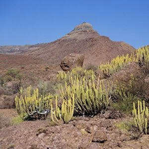 Euphorbias on red granite