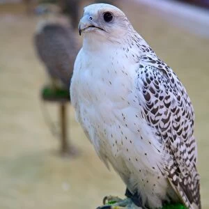 Falcon, Falcon Souq, Waqif Souq, Doha, Qatar, Middle East