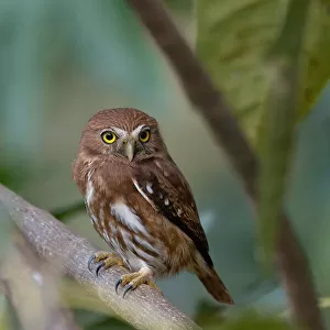 Owls Collection: Ferruginous Pygmy Owl
