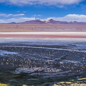 Flamingos at Laguna Colorada (Red Lagoon), a salt lake in the Altiplano of Bolivia