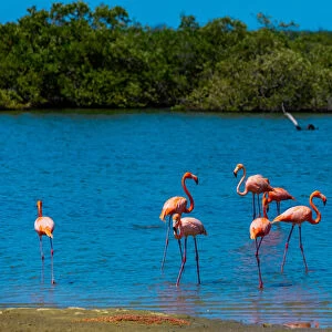 Flamingos lounging around in their natural habitat, Bonaire, Netherlands Antilles