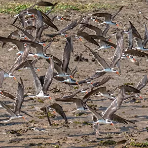 Charadriiformes Collection: African Skimmer