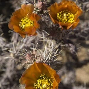 Flowers of the Jumping Cholla cactus (Hanging Chain Cholla) (Cylindropuntia Fulgida), West-Tucson Mountain District, Saguaro National Park, Arizona, United States of America, North America