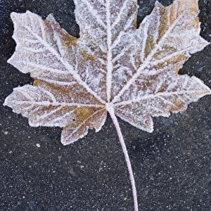 Frost covered leaf on tarmac road