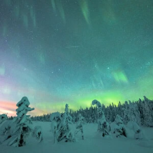 Frozen trees in the snow under the multi colored sky during the Northern Lights (Aurora Borealis) in winter, Iso Syote, Lapland, Finland, Europe