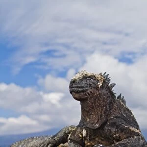 Galapagos marine iguana (Amblyrhynchus cristatus), Fernandina Island, Galapagos Islands, UNESCO World Heritage Site, Ecuador, South America