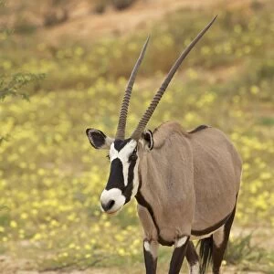 Gemsbok (South African oryx)