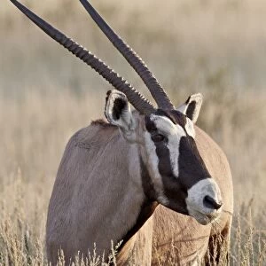 Gemsbok (South African oryx) (Oryx gazella) eating, Kgalagadi Transfrontier Park