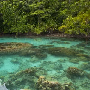 Giant clams in the clear waters of the Marovo Lagoon, Solomon Islands, Pacific