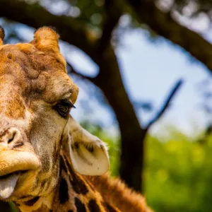 Giraffe making a funny face, Kruger National Park, Johannesburg, South Africa, Africa