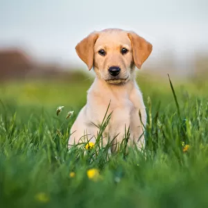 Golden Labrador puppy sitting in a field of buttercups, United Kingdom, Europe