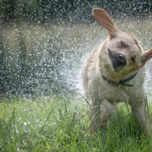 Golden Labrador shaking off water, United Kingdom, Europe