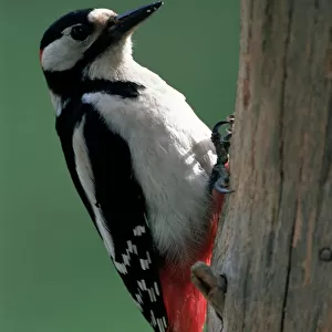 Piciformes Collection: Woodpeckers