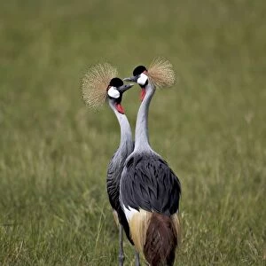 Cranes Collection: Grey Crowned Crane