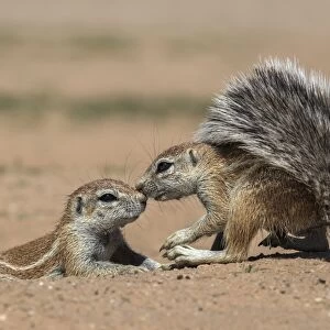 Ground squirrels (Xerus inauris), Kgalagadi Transfrontier Park, Northern Cape, South Africa