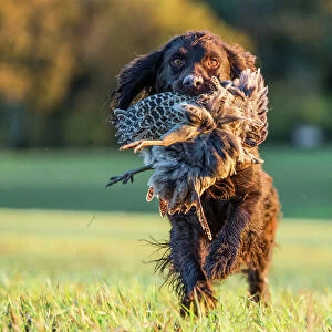 Gun dog with pheasant, Buckinghamshire, England, United Kingdom, Europe