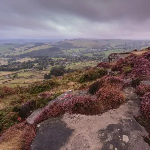 Heather on Curbar Edge at dawn with Curbar and distant Calver villages, late summer, Peak District, Derbyshire, England, Europe