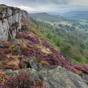 Heather on Curbar Edge at dawn, with view towards Baslow Edge, late summer, Peak District, Derbyshire, England, United Kingdom, Europe