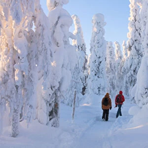 Hikers on path in the snowy woods, Riisitunturi National Park, Posio, Lapland, Finland