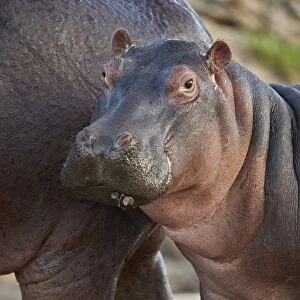 Hippopotamus (Hippopotamus amphibius) calf by its mother, Serengeti National Park