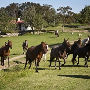 Horses at Estancia Los Potreros, Cordoba Province, Argentina, South America