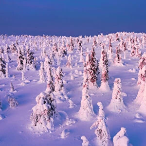 Ice sculptures in the Arctic forest covered with snow at dawn, Riisitunturi National Park, Lapland, Finland, Europe