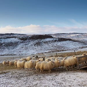Sheep Collection: Icelandic Sheep