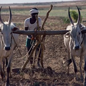 An Indian farmer using cattle to plough