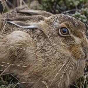 The introduced and very invasive European rabbit (Oryctolagus cuniculus), outside Stanley