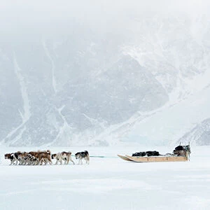 Working Collection: Greenland Dog
