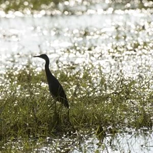 Herons Collection: Rufous Bellied Heron