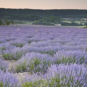 Lavender fields near Sault, Vaucluse, Provence, France, Europe