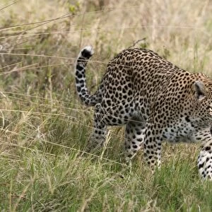 Leopard (Panthera pardus), Khwai Concession Area, Okavango Delta, Botswana, Africa