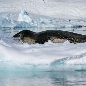Leopard seal (Hydrurga leptonyx) resting on ice, Larsen Inlet, Weddell Sea, Antarctica, Polar Regions
