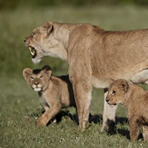 Lion (Panthera leo) cubs and their mother, Ngorongoro Crater, Tanzania, East Africa