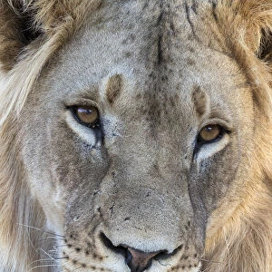 Lion (Panthera leo) male, Kgalagadi Transfrontier Park, South Africa, Africa