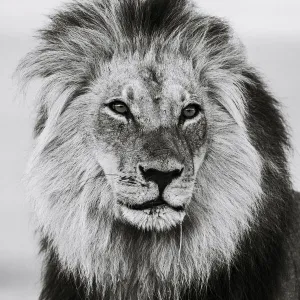 Lion (Panthera leo) male in monochrome, Kgalagadi Transfrontier Park, South Africa