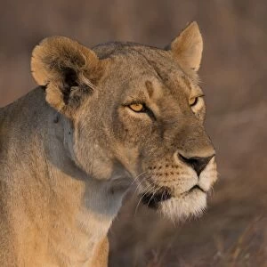 Lioness (Panthera Leo) of the Lemek pride in Lemek Conservancy, Masai Mara, Kenya