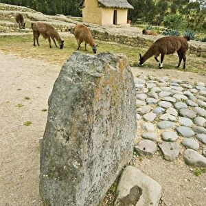 Llamas grazing near reconstructed dwelling at the most important Inca site in Ecuador