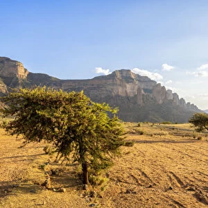 Lone trees in the dry land with Gheralta Mountains in background, Hawzen, Tigray Region