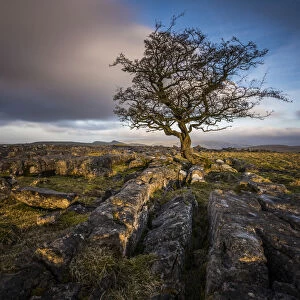 A lone weathered tree in amongst the limestone pavement of the Yorkshire Dales National Park