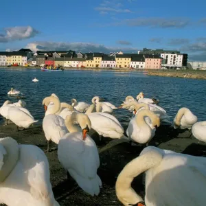 Long Walk view from Claddagh Quay