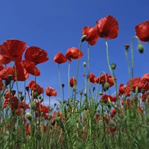 Low angle view close-up of red poppies in flower in a field in Cambridgeshire